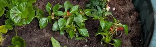 Gardening and BBQ